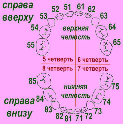 названия молочных зубов у детей и нумерация молочных зубов